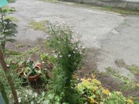 FT 03 ACHILLEA MILLEFOGLIE