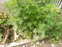 FT 06 ARTEMISIA
