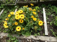 FT 10 CALENDULA