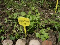 FT 15 EDERA TERRESTRE