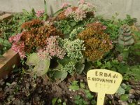 FT 17 ERBA DI S. GIOVANNI fiori