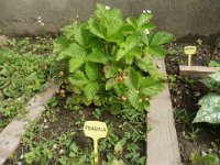 FT 20 FRAGOLA
