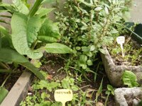 FT 30 PARIETARIA