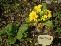 FT 34 PRIMULA