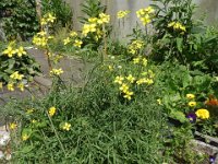 FT 35 RUCOLA