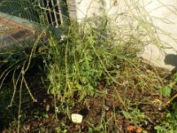FT 40 VERBENA
