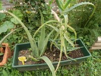 FT 43 ALOE