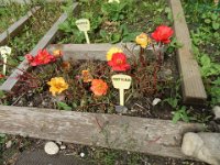 FT 48 PORTULACA