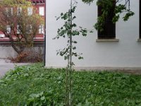 FT 54 GINKGO BILOBA