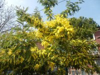FT 55 MIMOSA 2