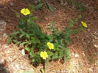 FT 57 POTENTILLA CINQUEFOGLIO - POTENTILLA REPTANS 1  rosacee