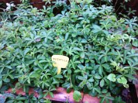 FT 57 POTENTILLA