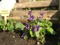 FT 58 VIOLA MAMMOLA