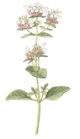 fitoterapia 1.jpg (6275 byte)