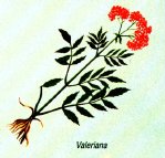fitoterapia 3.jpg (7717 byte)