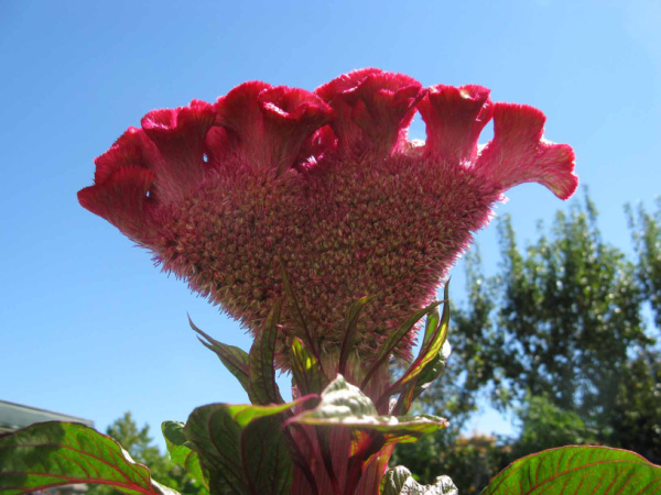 CRESTA DI GALLO - CELOSIA ..
