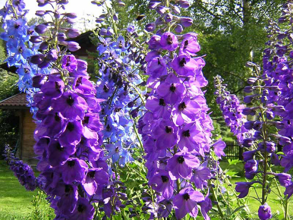 DELFINIO . SPERONELLA - DELPHINIUM .