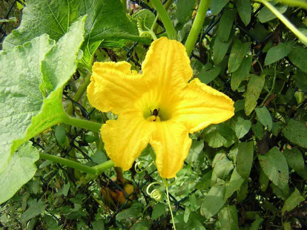 FIORE DI ZUCCA - CUCURBITA MAXIMA