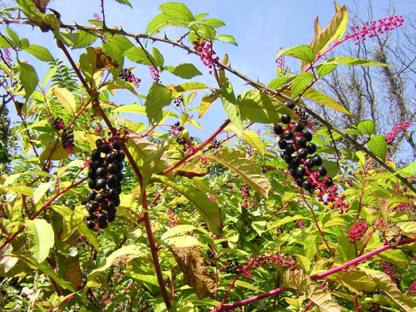 FITOLACCA DECANDRA - PHITOLACCA AMERICANA - UVA TURCA