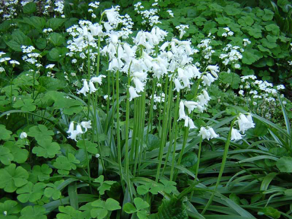 GALTONIA CANDICANS