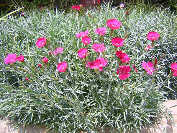 GAROFANINO - DIANTHUS GRATIANOPOLITANUS