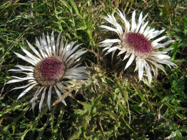CARLINA SEGNATEMPO - CARLINA ACAULIS .