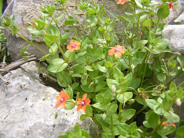 ANAGALLIDE -  ANAGALLIS ARVENSIS