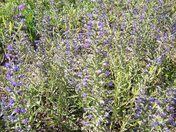 ERBA VIPERINA - ECHIUM VULGARE