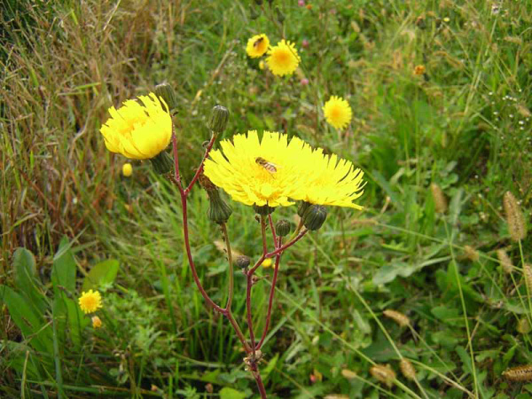 LATTUGA VELENOSA - LACTUCA VIROSA .