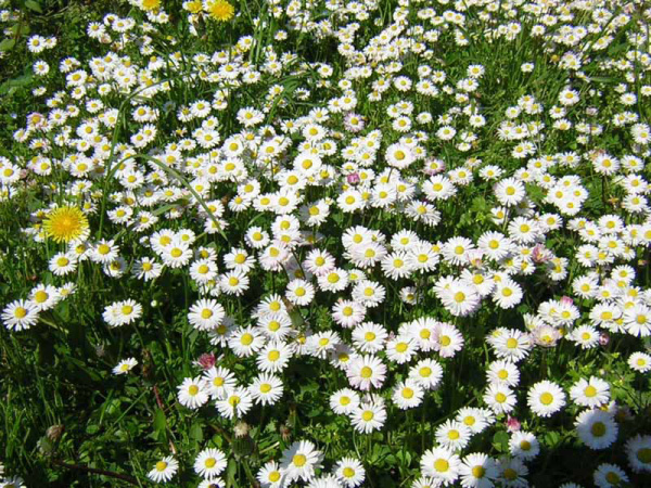 MARGHERITINE - BELLIS PERENNIS - PRATOLINA
