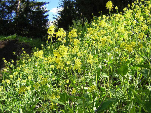 SENAPE SELVATICA - SINAPIS ARVENSIS