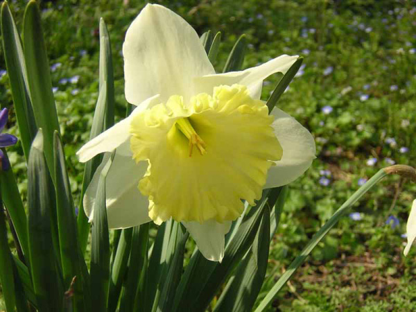 NARCISO - NARCISSUS - GIUNCHIGLIA.