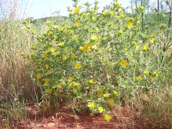 CARDO SCOLINO - SCOLYMUS HISPANICUS