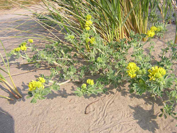 ERBA MEDICA  MARINA - MEDICAGO MARINA.