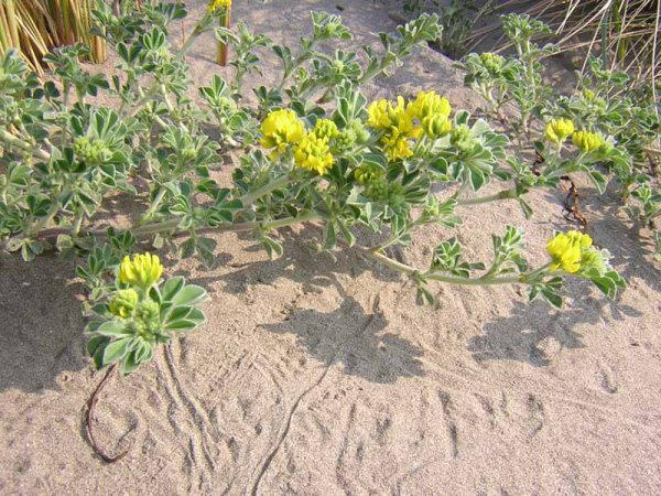 ERBA MEDICA MARINA - MEDICAGO MARINA
