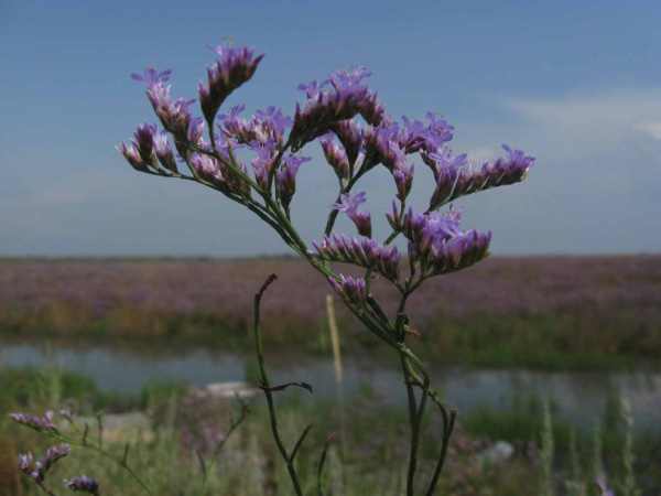 LIMONIUM VULGARE .