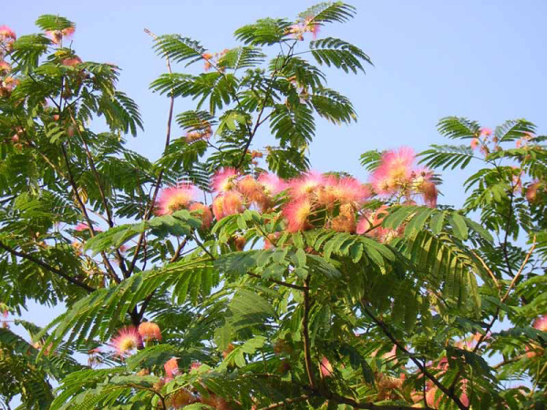 ALBIZZIA - GAGGIA - ALBIZIA JULIBRISSIN - .ACACIA DI  PERSIA