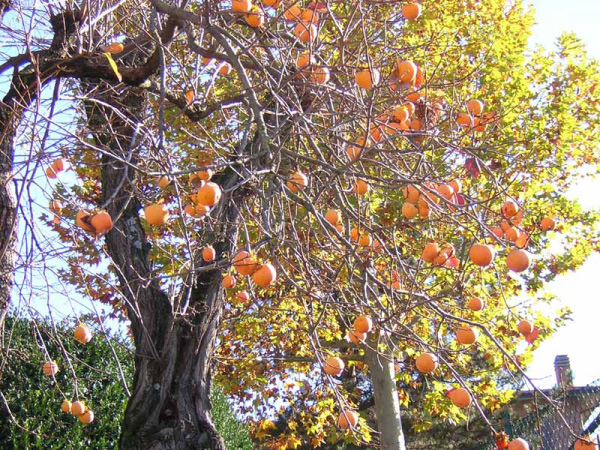 CACO - DIOSPYROS KAKI