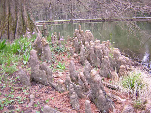 CIPRESSO CALVO DELLE PALUDI - TAXODIUM DISTICHUM - PNEUMOTOFORI