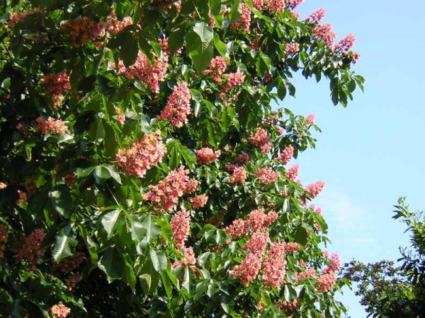 IPPOCASTANO ROSA - AESCULUS CARNEA