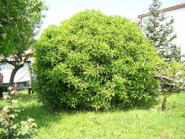 OSMANTO - OSMANTHUS - OLEA FRAGRANS