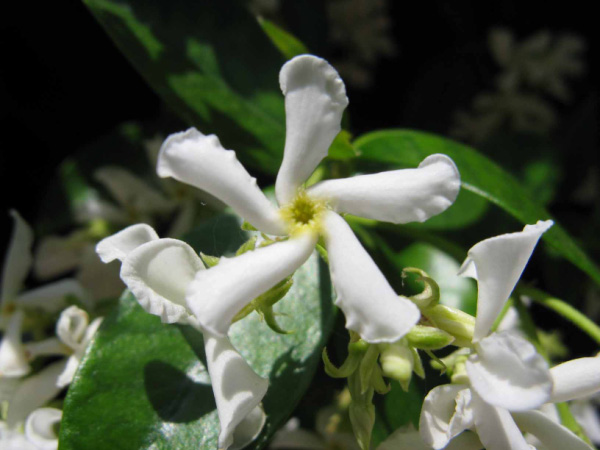 GELSOMINO COMUNE - JASMINUM OFFICINALE ..