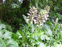 ACANTO - ACANTHUS MOLLIS