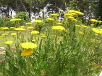 ACHILLEA - ACHILLEA FILIPENDULINA
