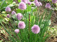 AGLIO - ALLIUM