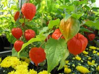 ALCHECHENGIO  - PHYSALIS ALKEKENGI  solanacee