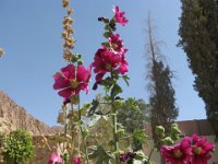 ALTEA - ALCEA DIGITATA SINAI