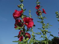 ALTEA ROSATA - ALCEA ROSEAE 0