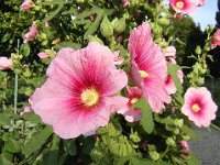 ALTEA ROSATA - ALCEA ROSEAE 1