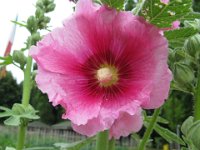 ALTEA ROSATA - ALCEA ROSEAE 2